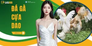 Đá Gà Cựa Dao - Đỉnh Cao Tranh Tài Và Nghệ Thuật Soi Kèo