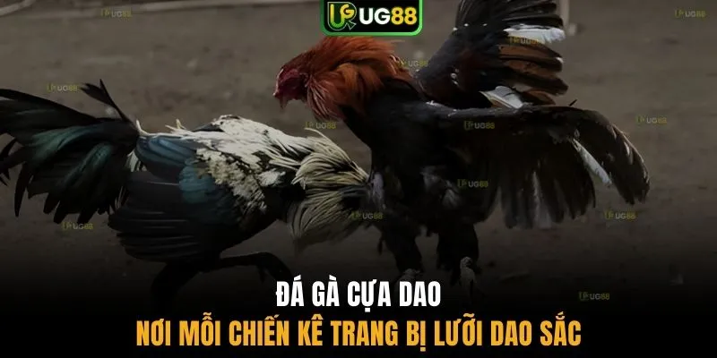 Đá gà cựa dao nơi mỗi chiến kê trang bị lưỡi dao sắc