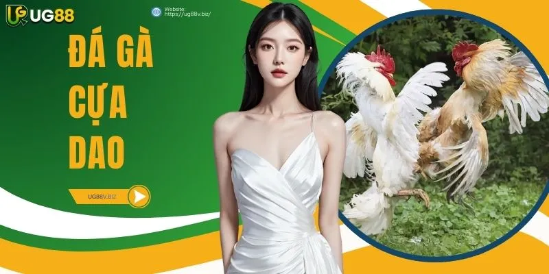 Đá Gà Cựa Dao - Đỉnh Cao Tranh Tài Và Nghệ Thuật Soi Kèo