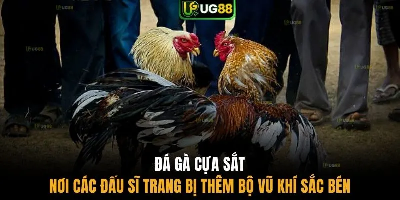 Đá gà cựa sắt nơi các đấu sĩ trang bị thêm bộ vũ khí sắc bén