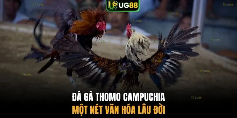 Đá gà Thomo Campuchia một nét văn hóa lâu đời
