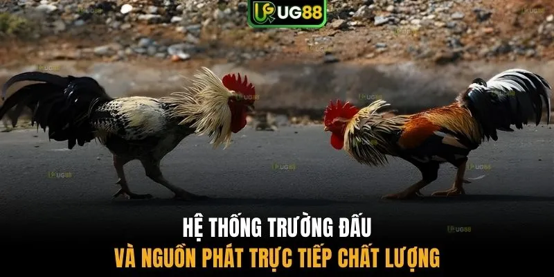 Hệ thống trường đấu và nguồn phát trực tiếp chất lượng