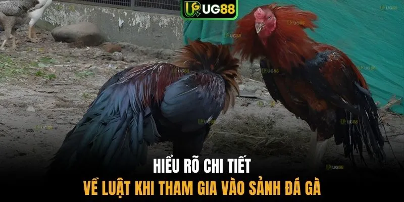 Hiểu rõ chi tiết về luật khi tham gia vào sảnh đá gà