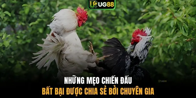 Những mẹo chiến đấu bất bại được chia sẻ bởi chuyên gia